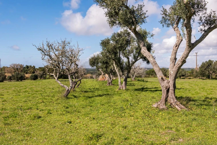 Terreno para Venda em Azeitão (São Lourenço e São Simão) Foto 9