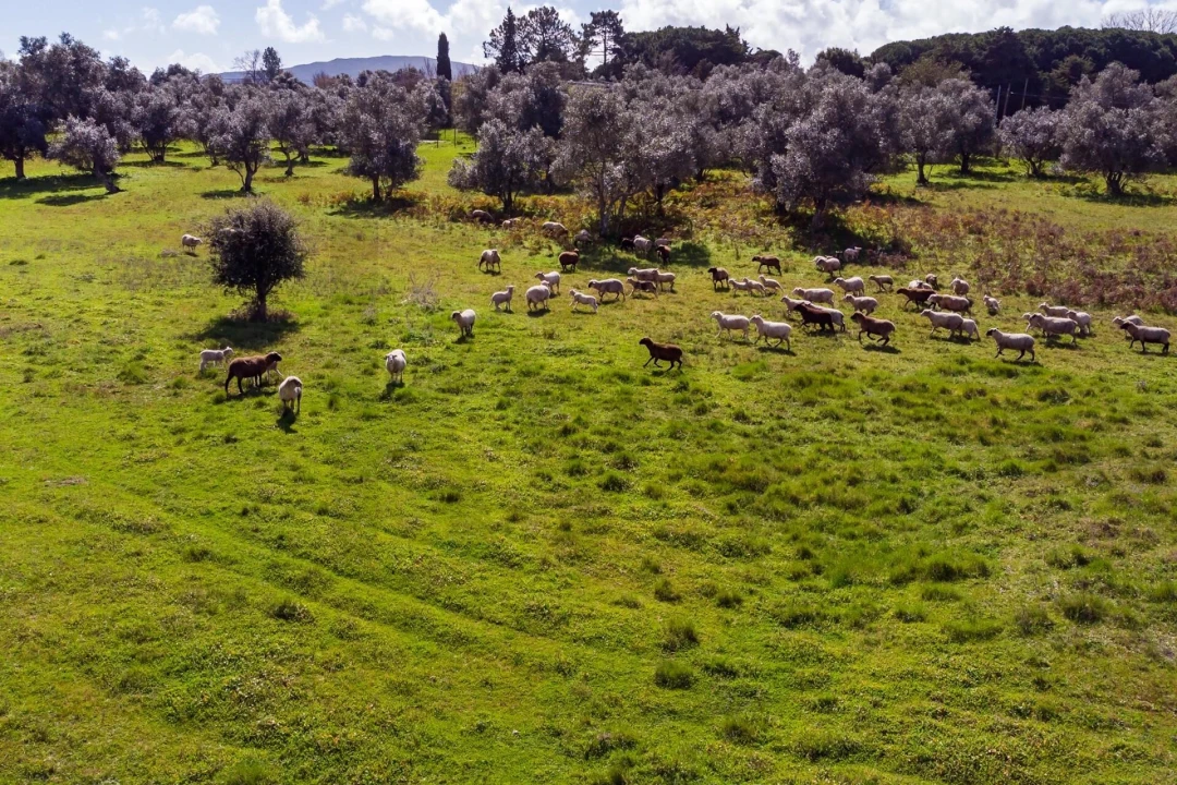 Terreno para Venda em Azeitão (São Lourenço e São Simão) Foto 13