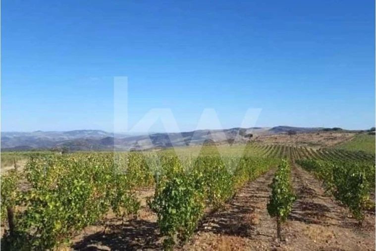 Terreno para Venda em Seixas