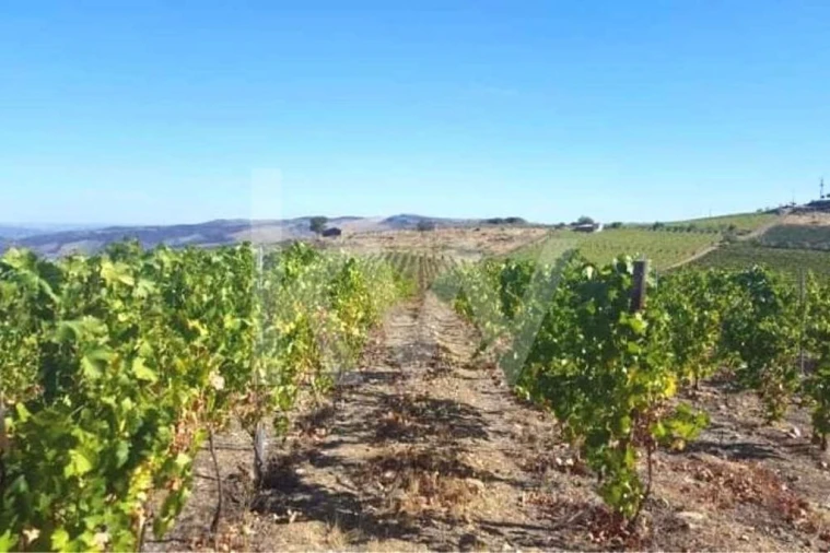 Terreno para Venda em Seixas Foto 3