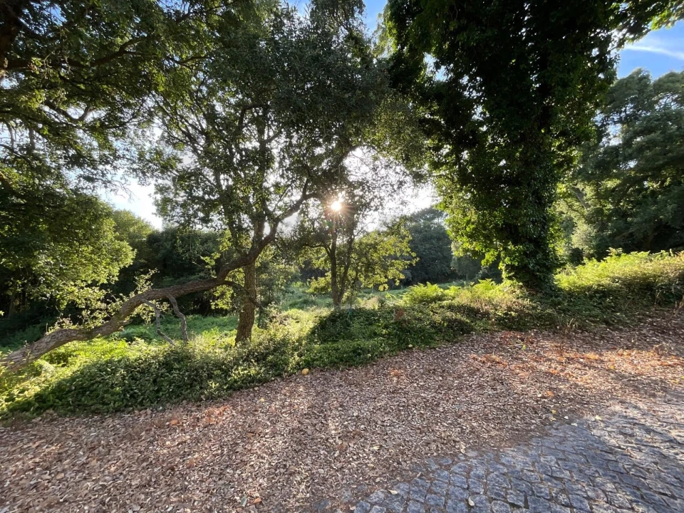 Terreno para Venda em Antas Foto 4