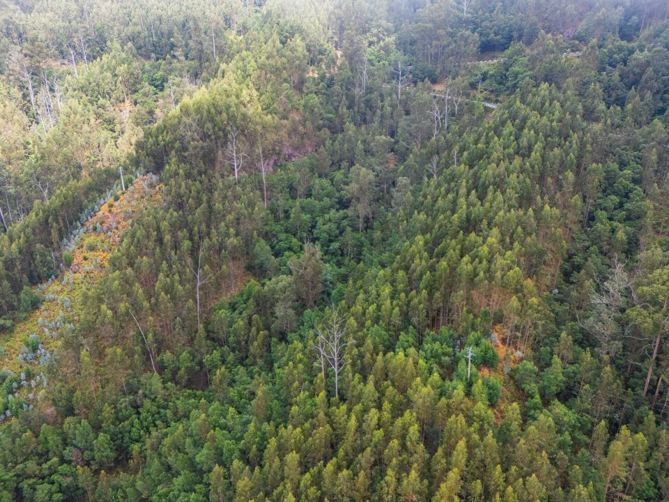 Terreno para Venda em Monte Foto 2