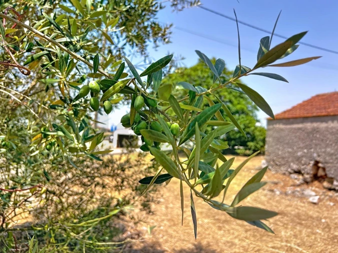 Quinta T3 para Venda em Evora de Alcobaça Foto 22