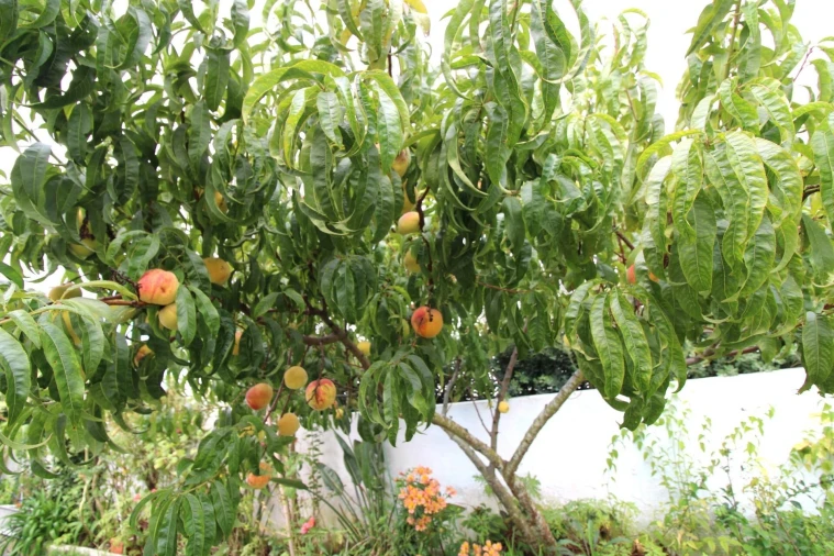 Moradia T3 para Venda em Carvoeira Foto 56