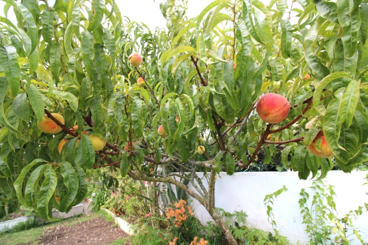 Moradia T3 para Venda em Carvoeira Foto 57