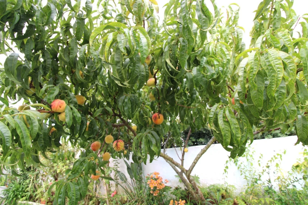 Moradia T3 para Venda em Carvoeira Foto 49