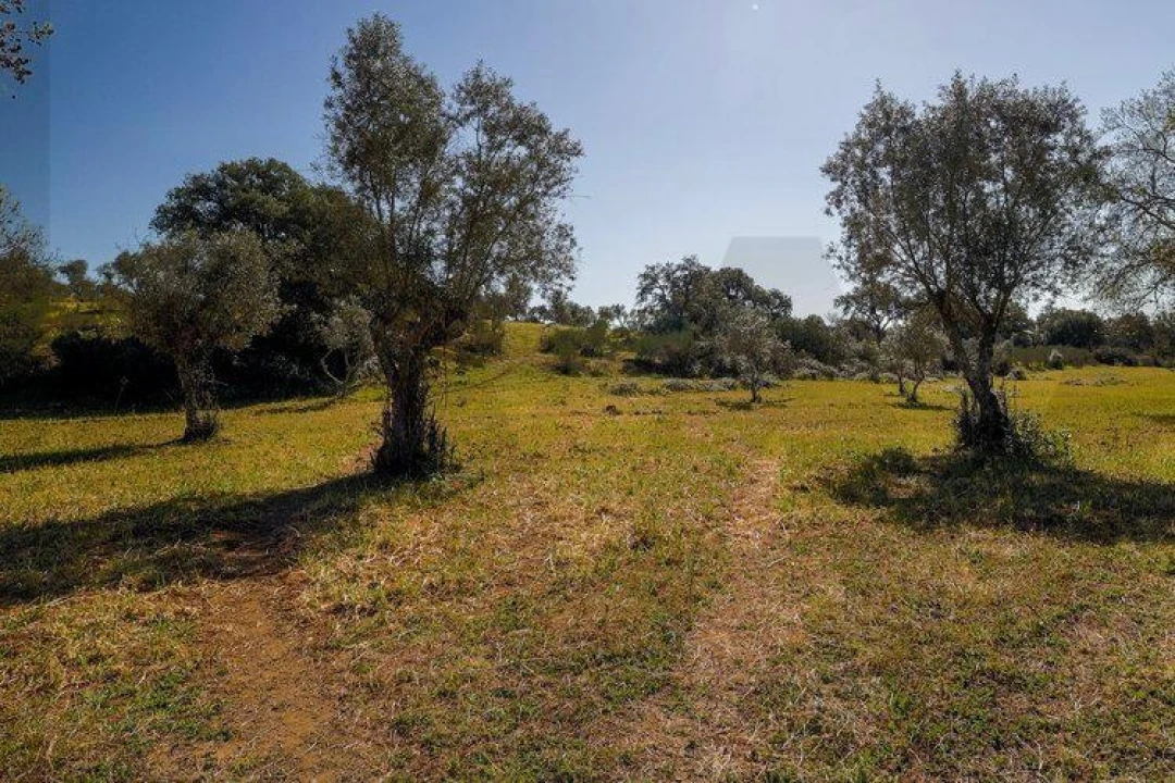 Terreno para Venda em Alter do Chão Foto 6