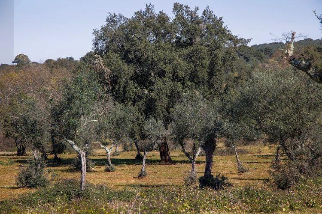 Terreno para Venda em Alter do Chão Foto 3
