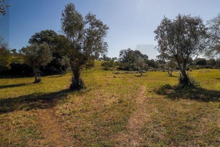 Terreno para Venda em Alter do Chão Foto 6