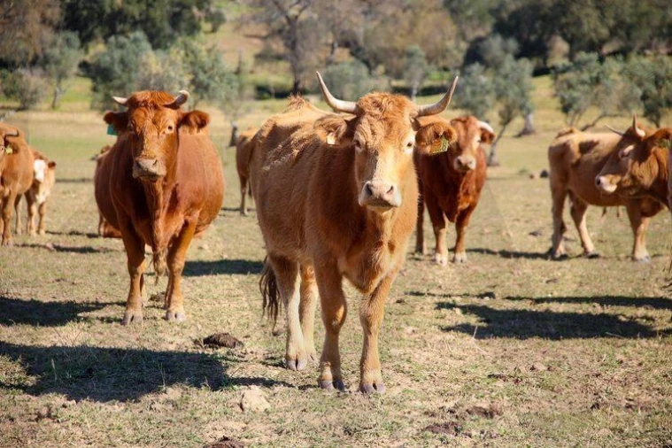 Terreno para Venda em Alter do Chão Foto 13