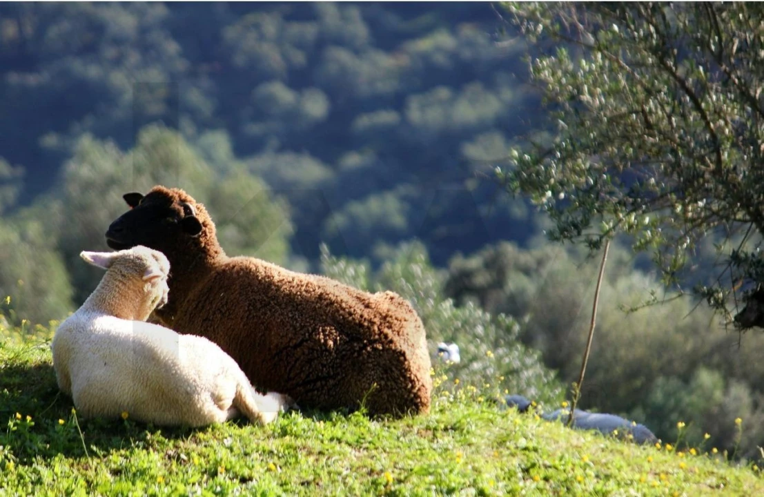 Terreno para Venda em Alter do Chão Foto 9