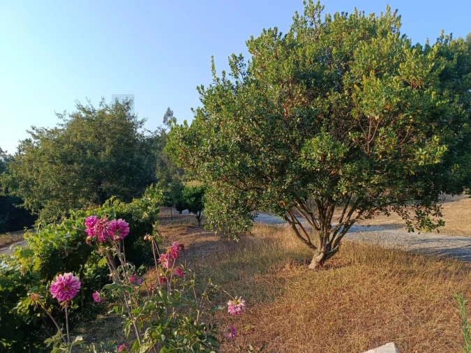 Quinta T6 para Venda em Recardães e Espinhel Foto 41