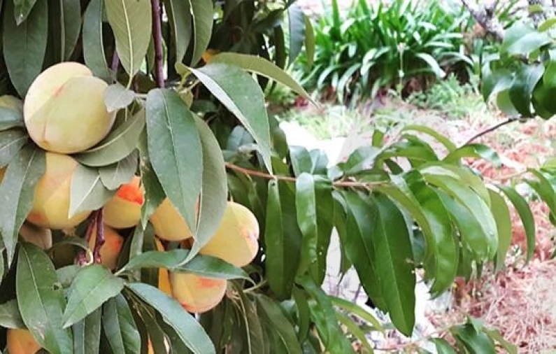 Quinta T6 para Venda em Recardães e Espinhel Foto 44