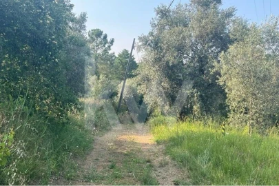 Terreno para Venda em Eiras e São Paulo de Frades