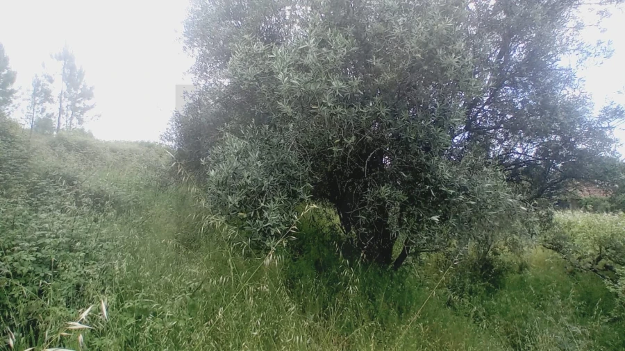 Moradia T3 para Venda em Vinha da Rainha Foto 4