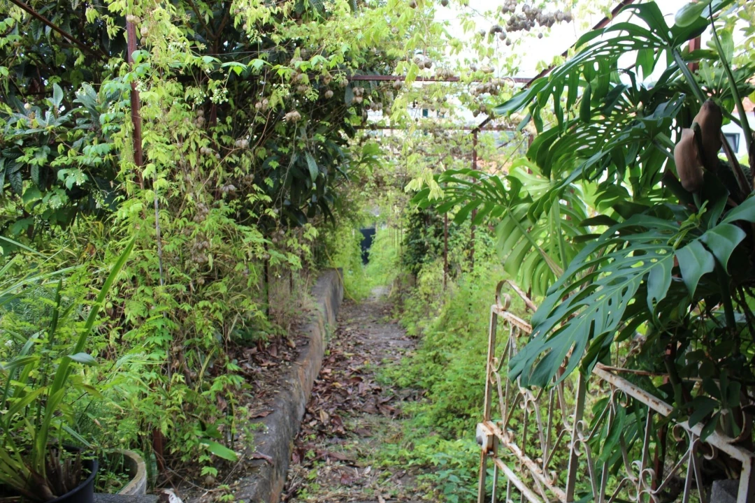 Terreno para Venda em São Martinho Foto 3