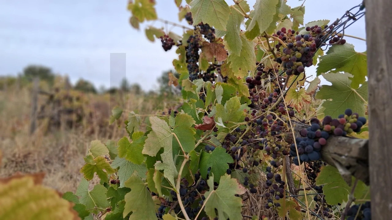 Terreno para Venda em São Miguel de Acha Foto 5