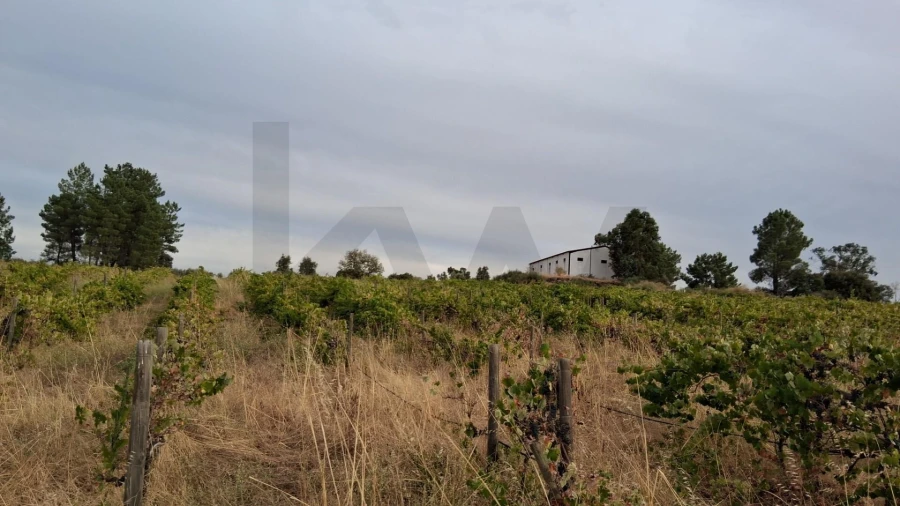 Terreno para Venda em São Miguel de Acha Foto 10