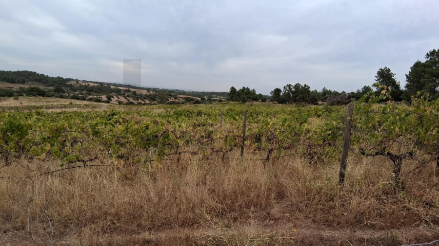 Terreno para Venda em São Miguel de Acha Foto 4