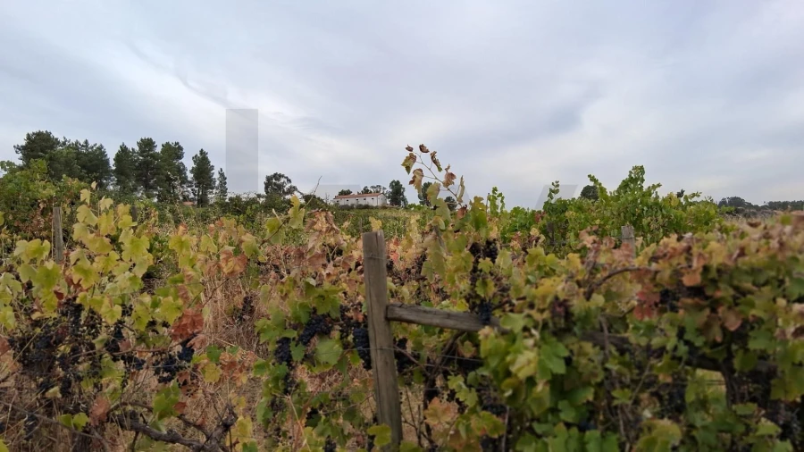 Terreno para Venda em São Miguel de Acha Foto 6