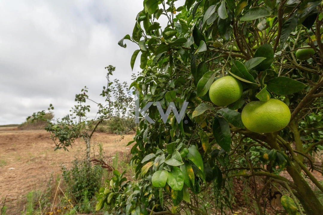 Quinta T1 para Venda em Encarnação Foto 23
