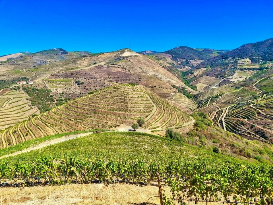 Quinta T5 para Venda em Ervedosa do Douro Foto 7