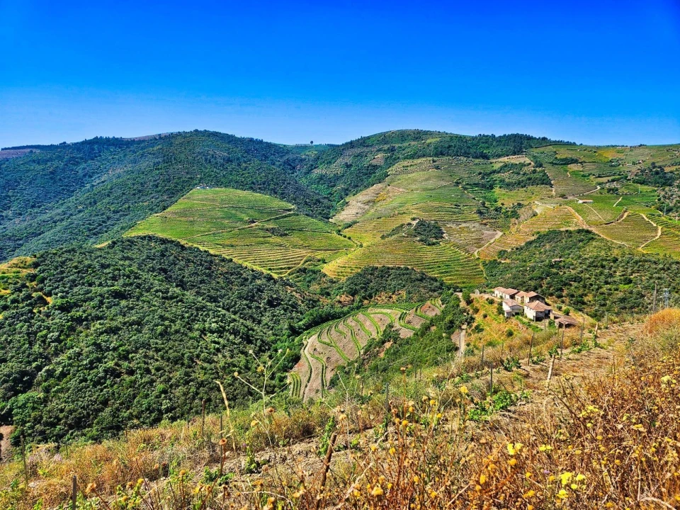 Quinta T5 para Venda em Ervedosa do Douro Foto 10