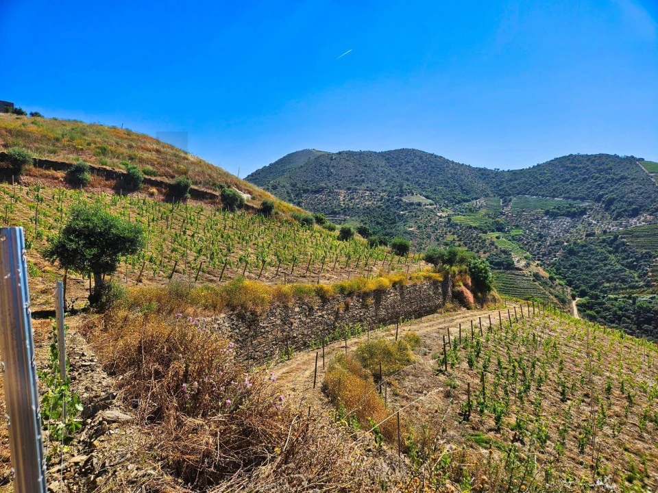 Quinta T5 para Venda em Ervedosa do Douro Foto 8