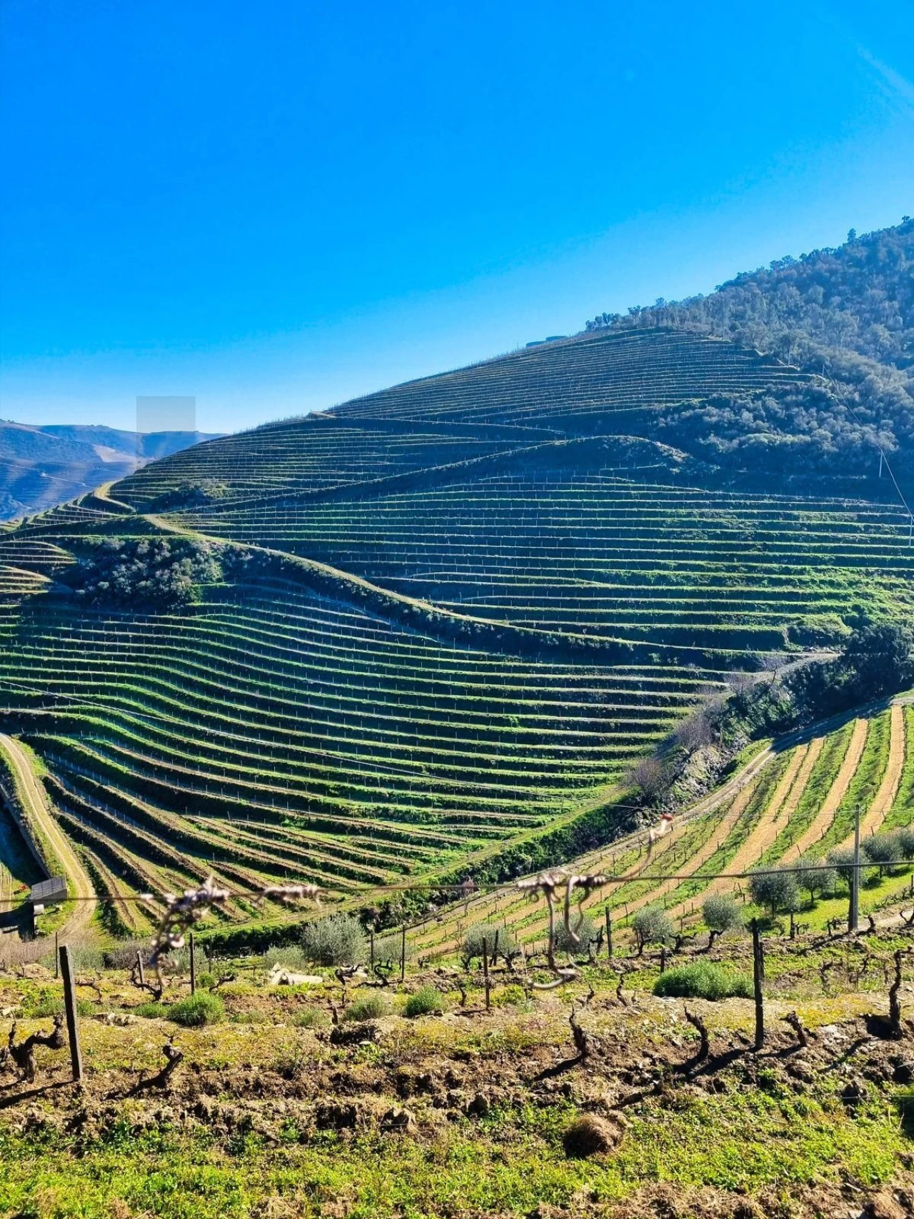 Quinta T5 para Venda em Ervedosa do Douro Foto 3