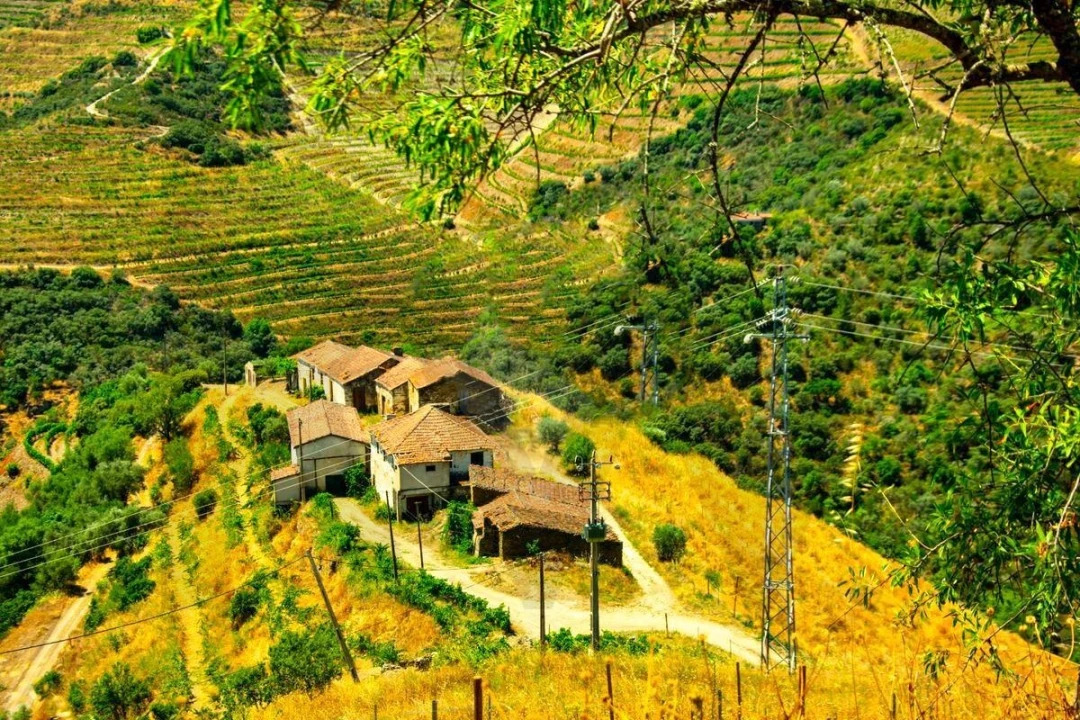 Quinta T5 para Venda em Ervedosa do Douro Foto 16