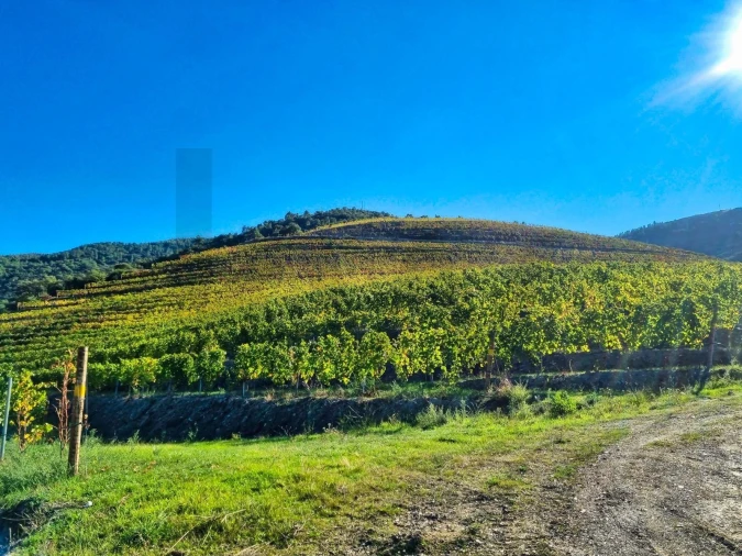 Quinta T5 para Venda em Ervedosa do Douro Foto 9