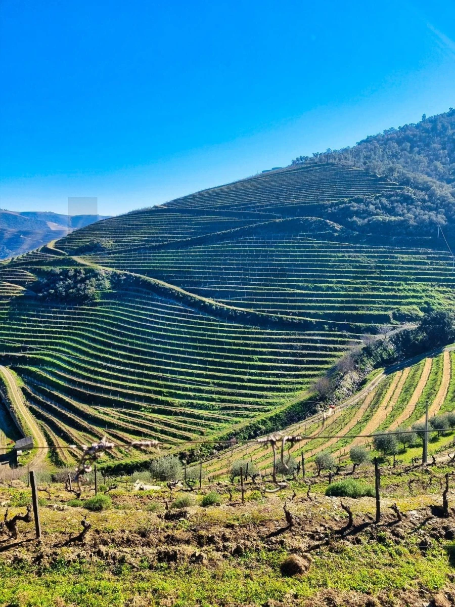 Quinta T5 para Venda em Ervedosa do Douro Foto 3