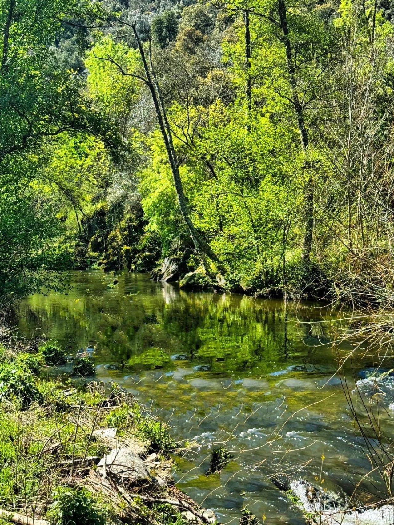 Quinta T5 para Venda em Ervedosa do Douro Foto 5