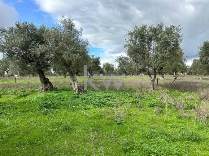 Quinta T10 para Venda em Alcaçovas Foto 20