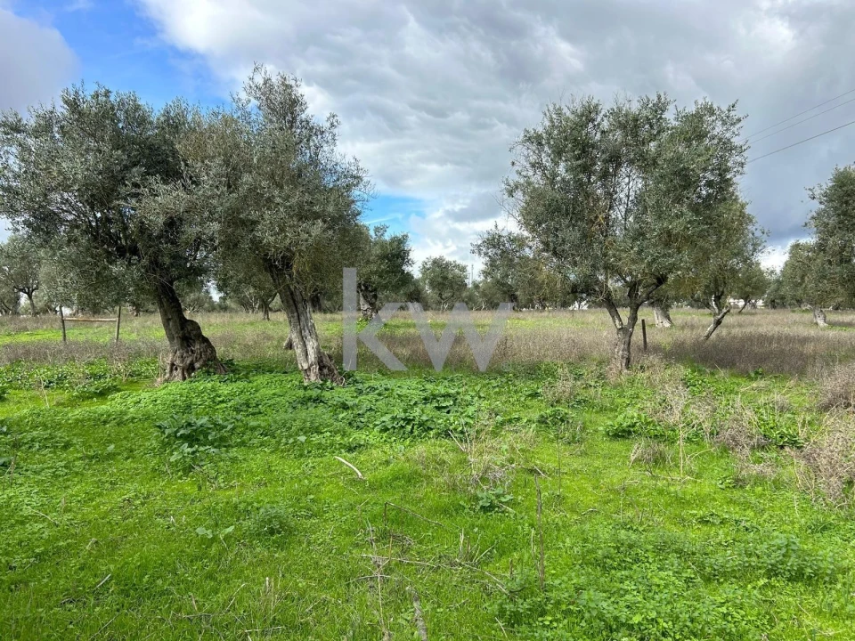 Quinta T10 para Venda em Alcaçovas Foto 20