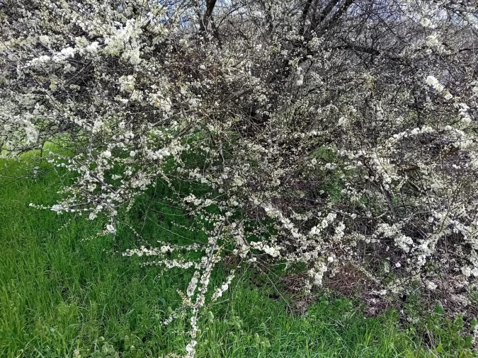 Terreno para Venda em Paul Foto 25