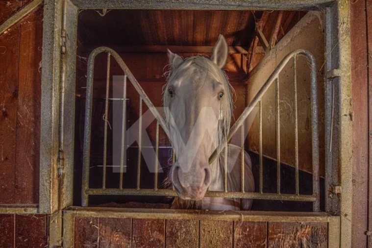 Quinta T11 para Venda em Azueira e Sobral da Abelheira Foto 40
