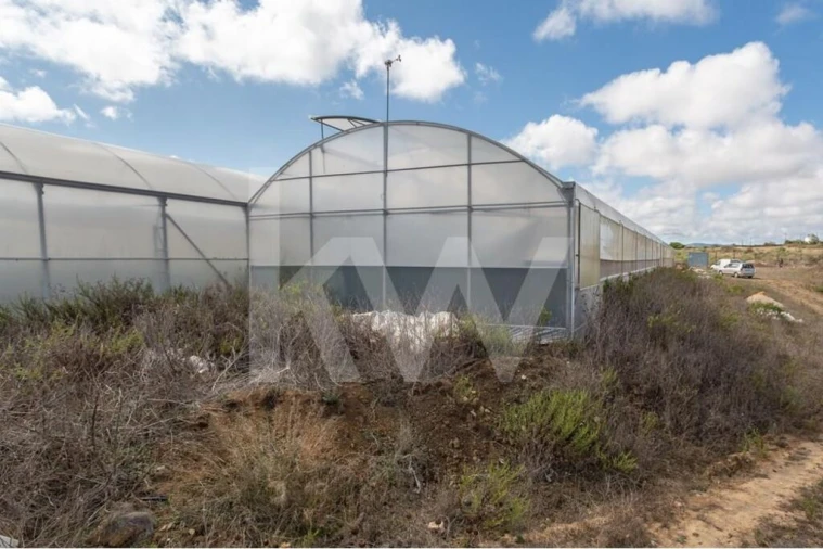 Terreno para Venda em Santa Maria e São Miguel, São Martinho, São Pedro Penaferrim Foto 16