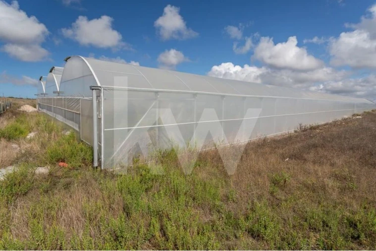 Terreno para Venda em Santa Maria e São Miguel, São Martinho, São Pedro Penaferrim Foto 1