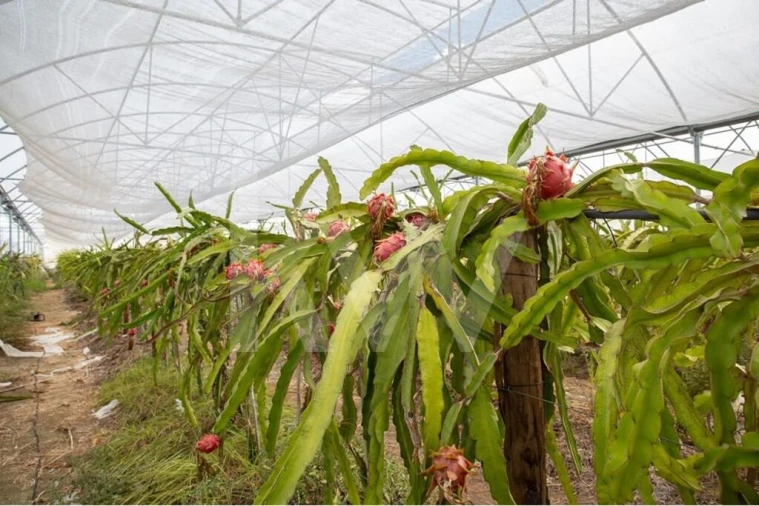 Terreno para Venda em Santa Maria e São Miguel, São Martinho, São Pedro Penaferrim Foto 2