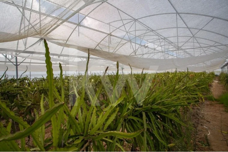 Terreno para Venda em Santa Maria e São Miguel, São Martinho, São Pedro Penaferrim Foto 5