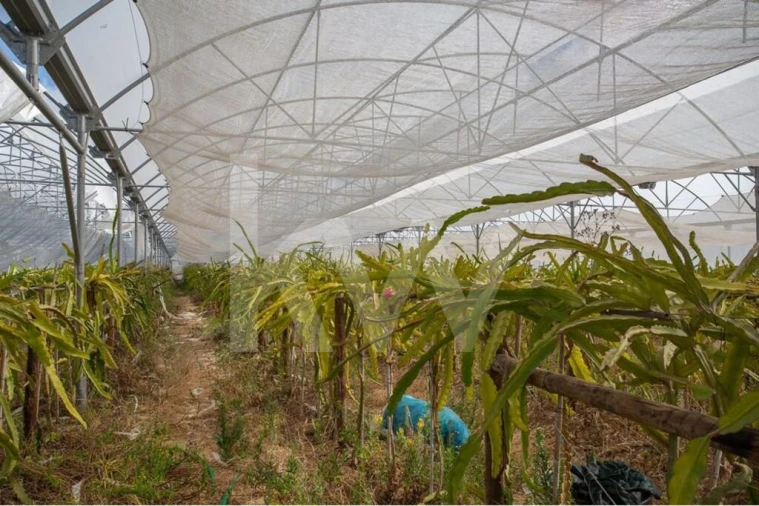 Terreno para Venda em Santa Maria e São Miguel, São Martinho, São Pedro Penaferrim Foto 3
