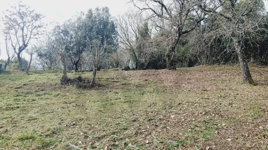 Terreno para Venda em Soure Foto 4