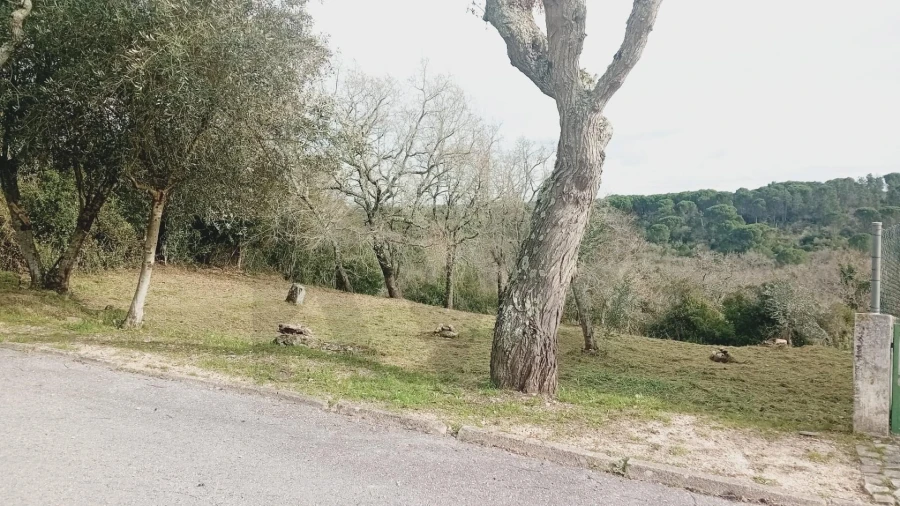 Terreno para Venda em Soure Foto 9