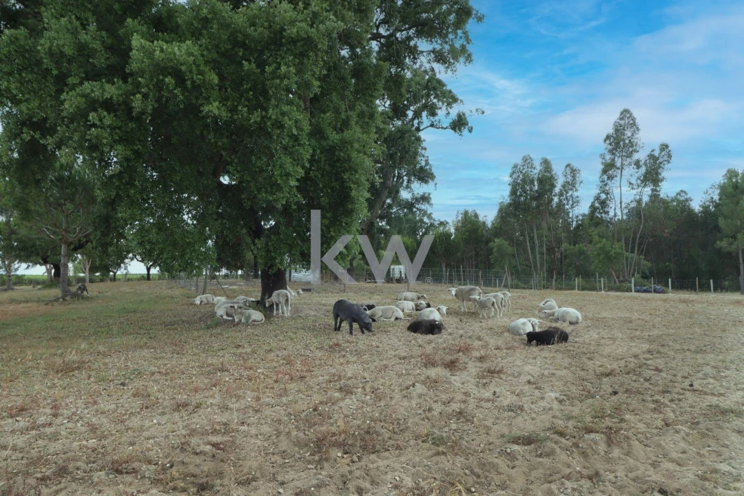 Quinta T5 para Venda em Vendas Novas Foto 28