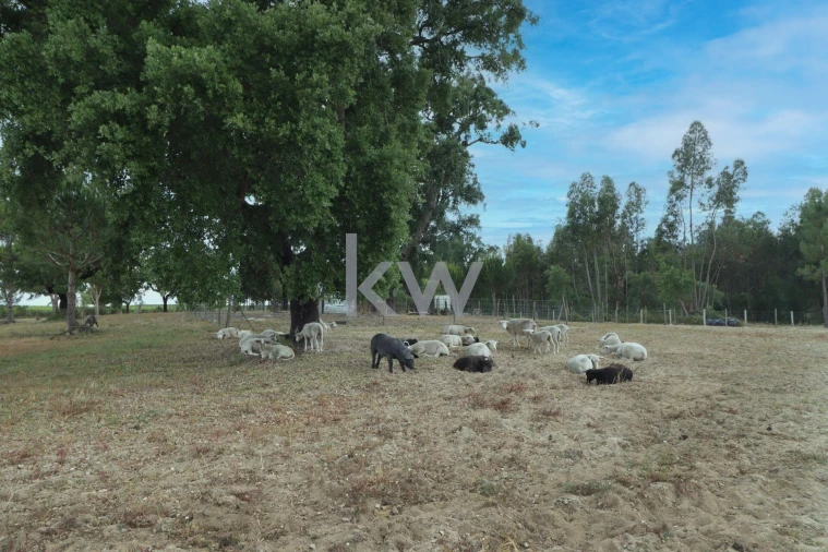 Quinta T5 para Venda em Vendas Novas Foto 28