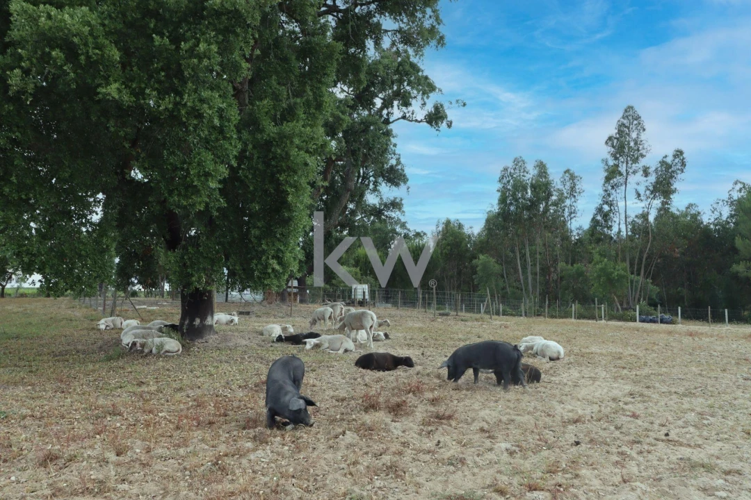 Quinta T5 para Venda em Vendas Novas Foto 29