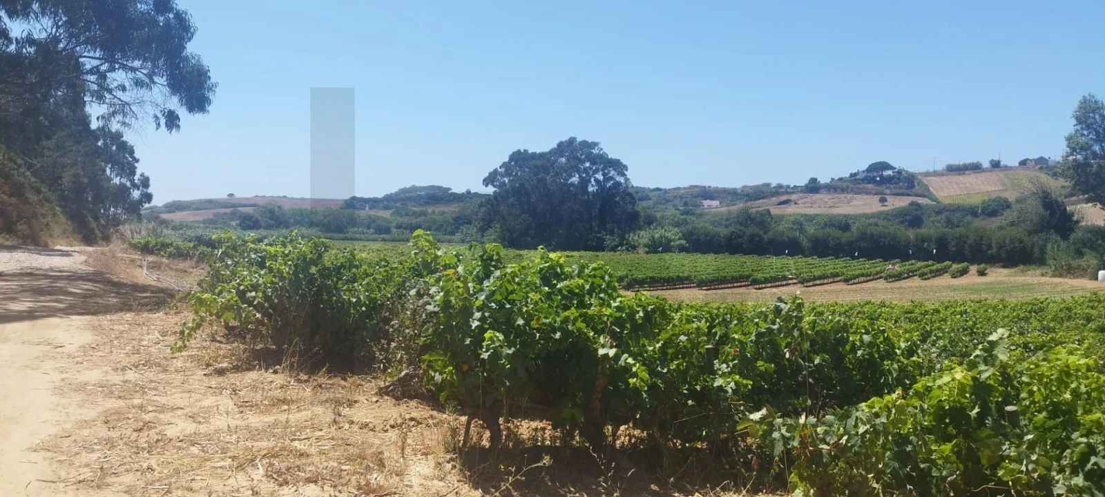Terreno para Venda em Santo Isidoro Foto 16
