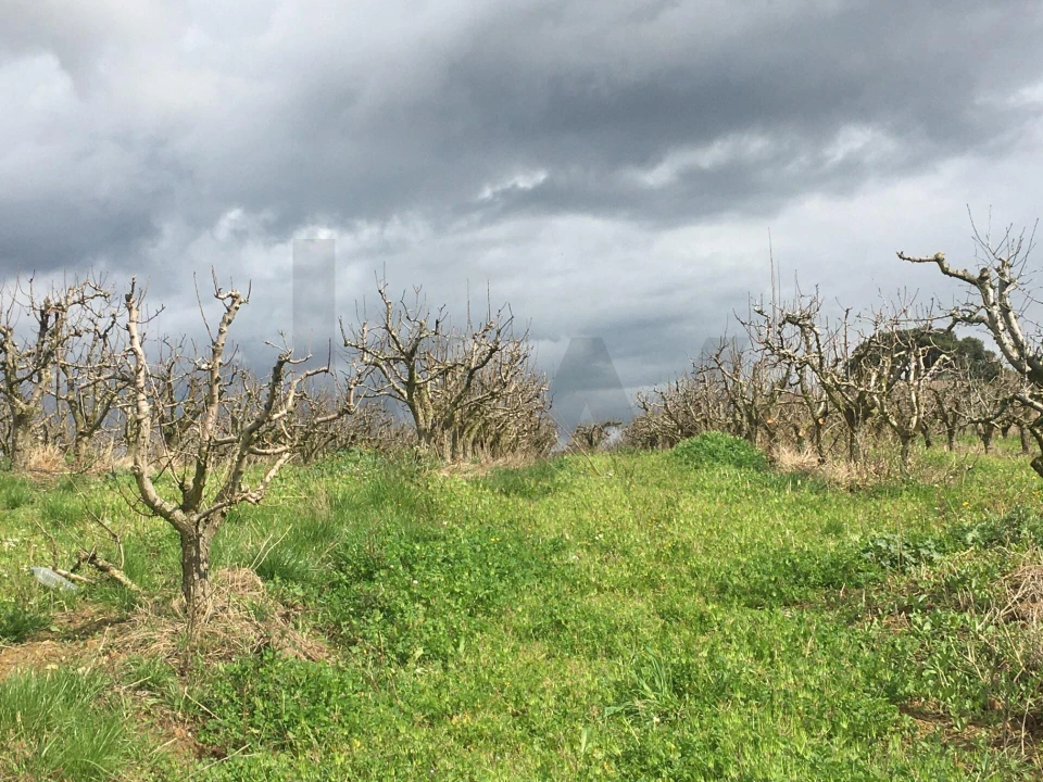 Terreno para Venda em Freiria Foto 9