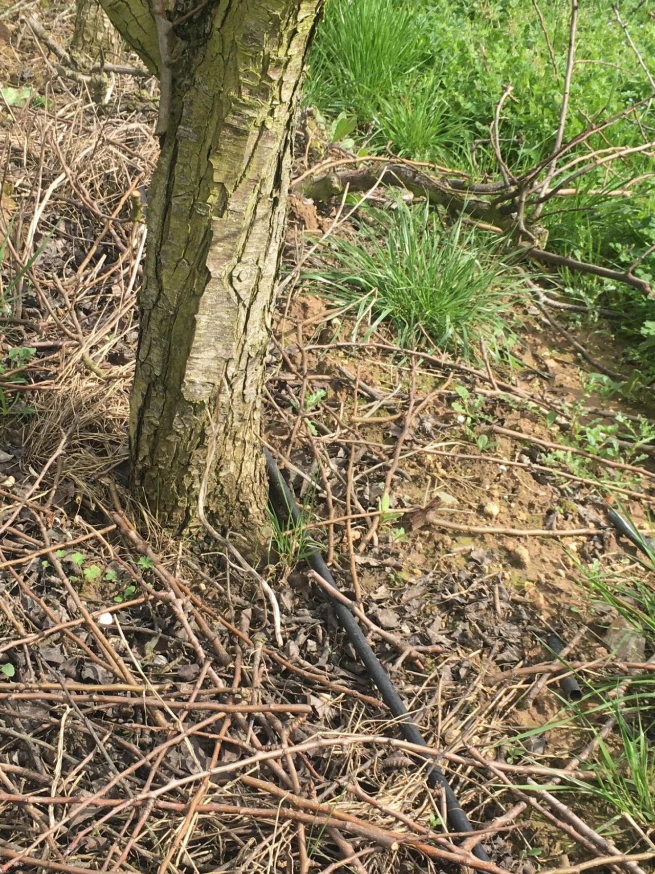 Terreno para Venda em Freiria Foto 8